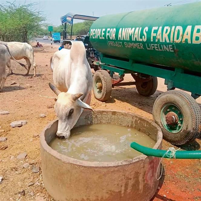 NGO Sets Up 50 Water Spots for Animals in Faridabad amid Heatwave